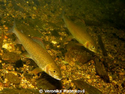 Fish  in the creek... by Veronika Matějková 